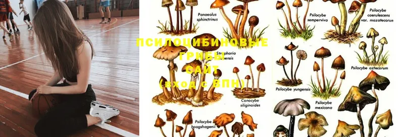 Псилоцибиновые грибы MAGIC MUSHROOMS  Курган 